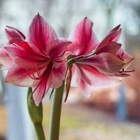 Rood, roze of wit? Zo kies je voortaan de mooiste amaryllis uit