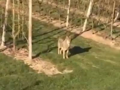 Wolf duikt op in rivierenland: gespot in een boomgaard bij Buurmalsen