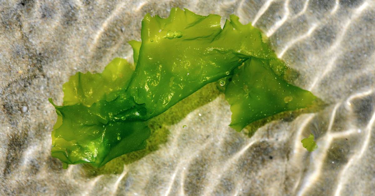 Les plages de Floride recouvertes d'algues toxiques | Monde | 7sur7.be