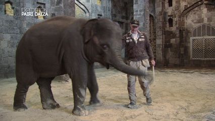 2. Une famille de 5 éléphants débarque au parc