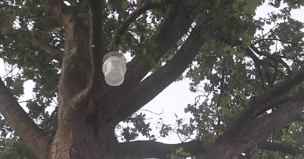 Heusden hangt vallen in bomen tegen jeukrups | Waalwijk, Heusden eo - BD.nl