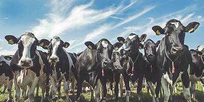 Wedstrijd als aanjager voor innovatie onder koeienboeren
