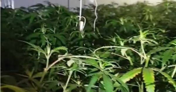 Honderden hennepplanten en twee auto's in beslag genomen in Haarsteeg - BD.nl