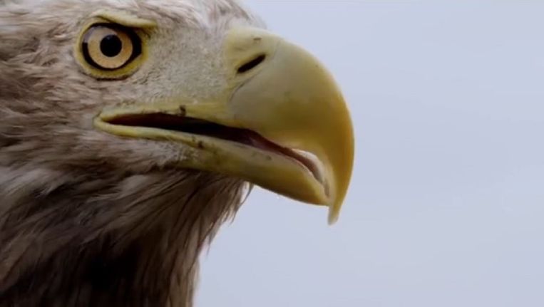 Holland Natuur In De Delta Is Wat Gemoedelijk De Volkskrant