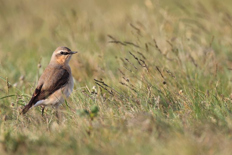 Noord-Holland wil de tapuit redden van de ondergang - Trouw