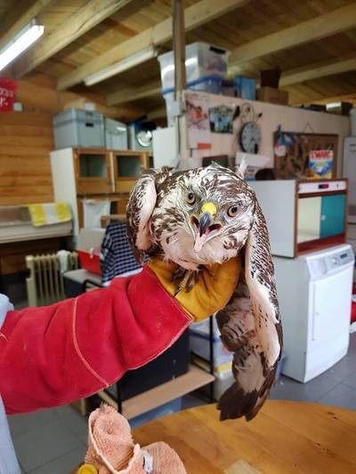 Man betrapt met aangeschoten buizerd