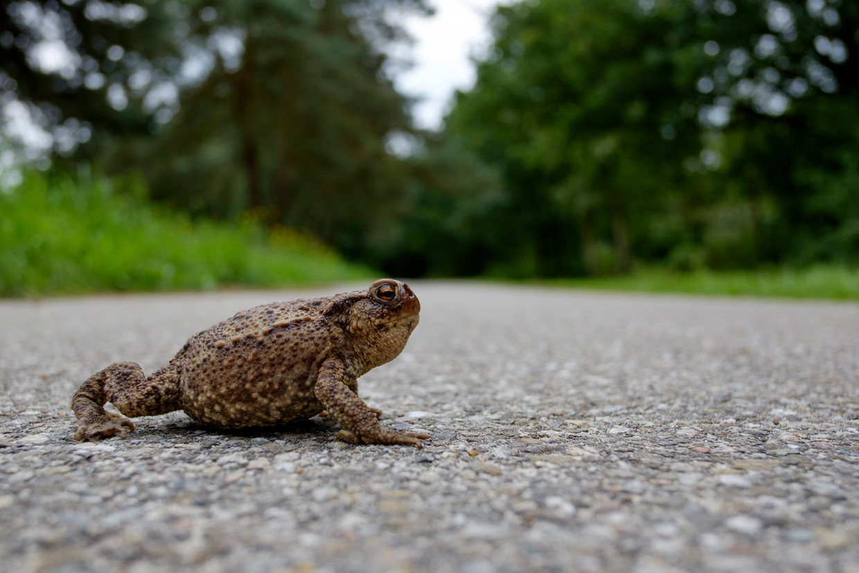 Padden zijn door deze temperaturen ongewoon vroeg ontwaakt uit hun winterslaap en op tocht vertrokken om te gaan paren