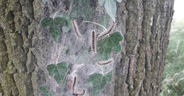 Proef in Maasdriel geslaagd: Mezen lusten processierups rauw