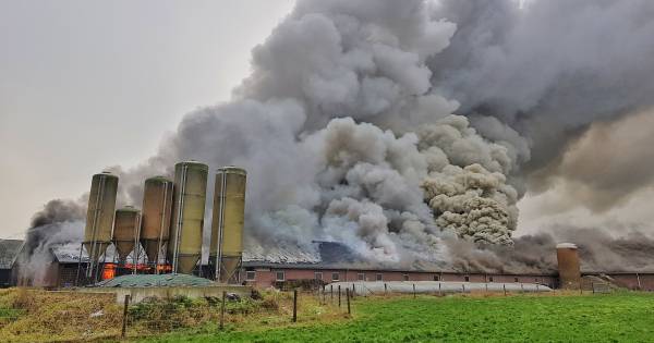 Zeer grote brand in Brabantse stal: 3000 varkens komen om het leven