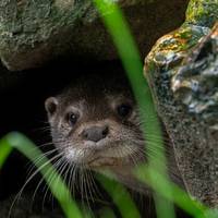 Met het herstel van bedreigde diersoorten wil WWF wijzen op hoop