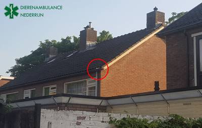 Commotie om zielige 'kip' in dakgoot