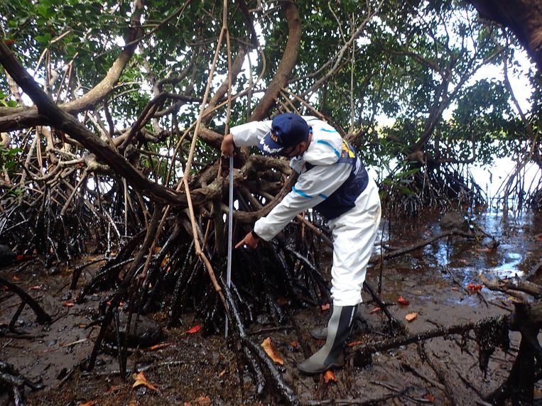 Olie in de mangroves.
