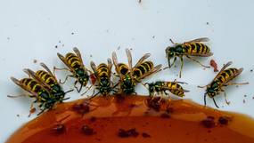 SOS zomerinsecten: brengen ze virussen over en hoe voorkom je muggen-, wespen- en dazensteken? 