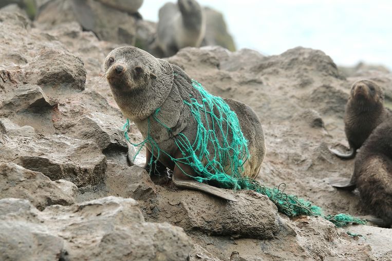 Een zeehond zit verstrikt in een net. Afval in de oceanen levert grote problemen op voor dieren.