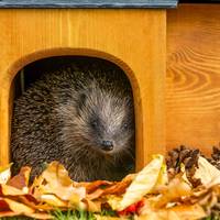 Zó help je de egel overwinteren (en maak kans op een gratis egelhotel)