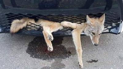 Canadese coyote overleeft rit van 35 kilometer in autogrille