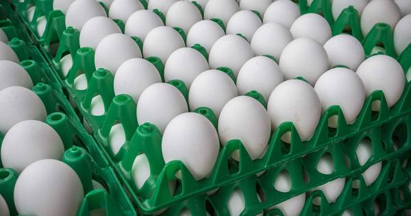 Eierschandaal treft ook boer in Tilligte: 3.000 kippen geruimd - Tubantia