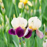 Bijzondere bloemen: zo verzorg je de baardiris