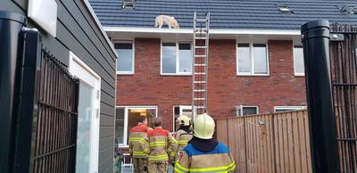 Brandweer rukt uit: kat in de boom? Nee, een hond in de dakgoot