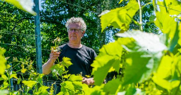 Schade aan Brabantse wijnen door nachtje vorst | Cranendonck, Heeze-Leende - Eindhovens Dagblad
