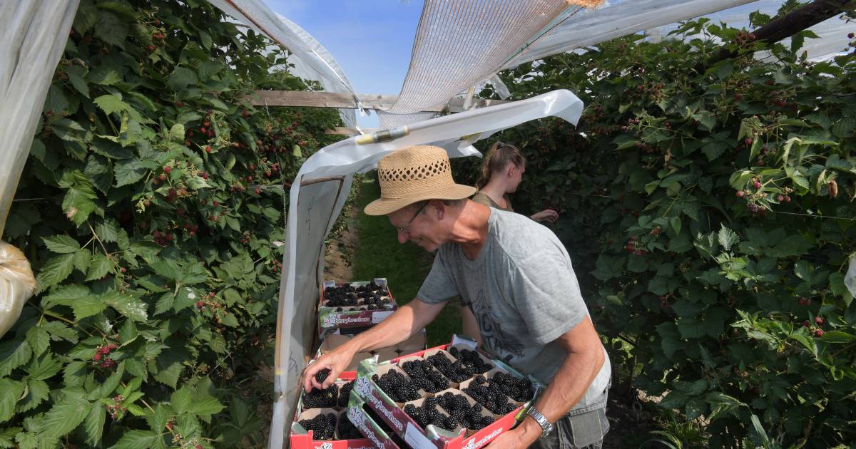 De bramen van Kees rijpen in de tropische zon in Rijswijk: 'Eerst goed kijken, daarna pas oogsten' -