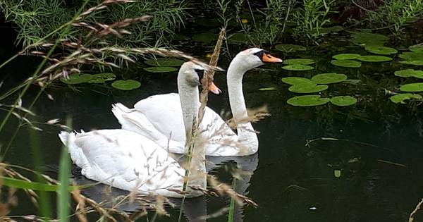 Zwanen zwemmen in het water van de Bielheimerbeek
