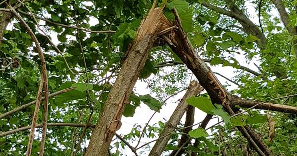 Schade aan bomen en struiken over zeker honderd meter in Vinkel, vermoedelijk opzet - BD.nl