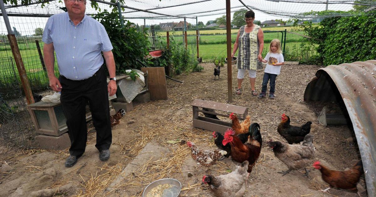 Bloedluizen Kunnen Ook Toeslaan In Een Kippenhok Bestrijd Ze Met