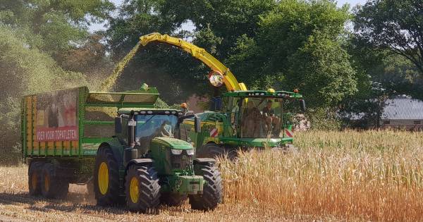 Vroeg hakselen door droogte: 'Mais staat wankel op de poten'