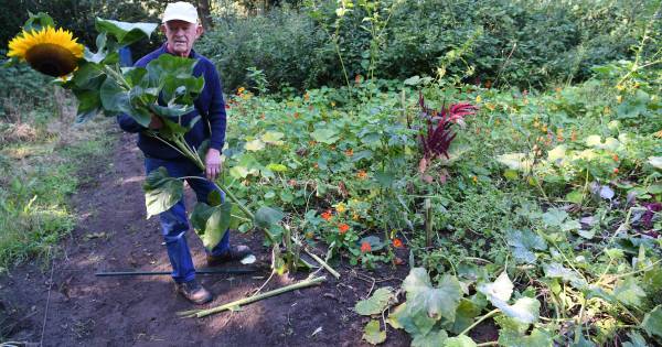Vandalen vernielen #kindermoestuintjes in #Breda: ‘Moedwillig kapotgemaakt, wie doet zoiets?'.