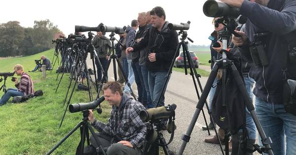 Steppevorkstaartplevier trekpleister in Batenburg