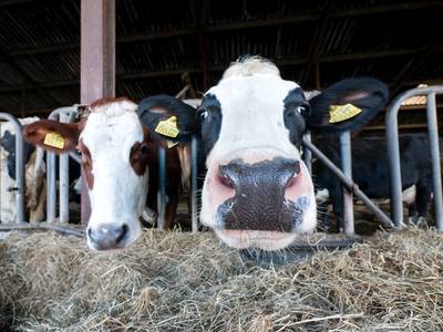 Boeren massaal in verzet tegen mestrechten