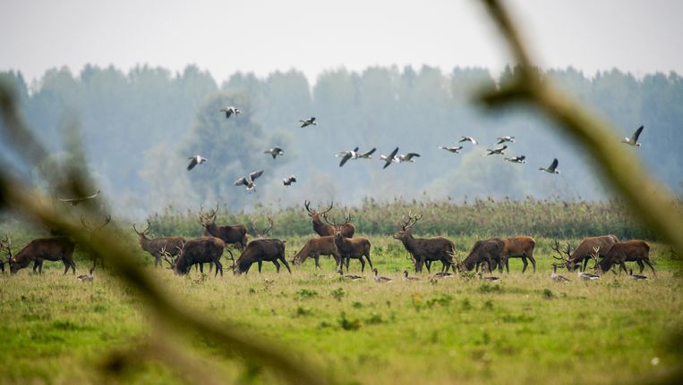 Moet Nederland een eigen wildernis hebben? - Trouw