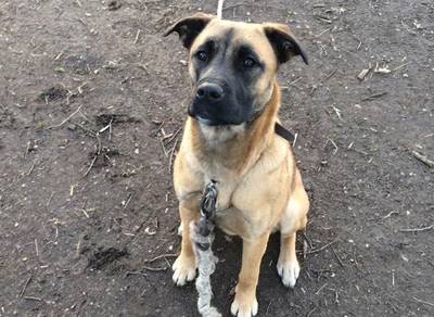 Is dit de verdwenen Sacha? Vrouw stuit op hondenschedel terwijl ze paddenstoelen zoekt