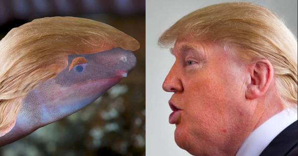 Wormachtig, blind amfibie dat kop in het zand steekt vernoemd naar Donald Trump - AD.nl