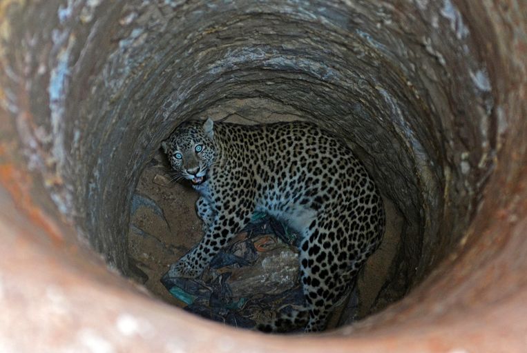 De vrouwelijke luipaard zit vast op de bodem van de negen meter diepe put.