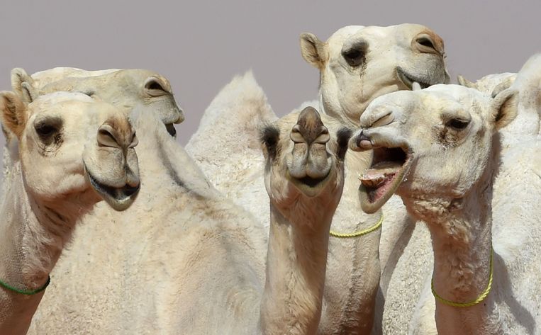  Het kamelenfestival in Saoedi-Arabië duurt 28 dagen en lokte al 300.000 toeschouwers. 