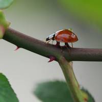 Na de milde winter: krijgen we straks een insectenplaag? ‘We kunnen wel wat extra bladluizen gebruiken’