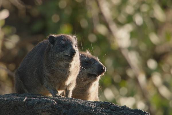Africa's lost world: life in a super volcano