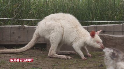 23. Wallabies à vendre !
