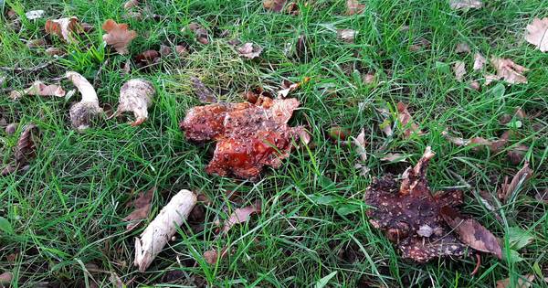 Gemeente: omgemaaide paddenstoelen zijn voer voor beestjes | Oss eo - BD.nl