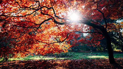 Wat we kunnen leren van de herfst