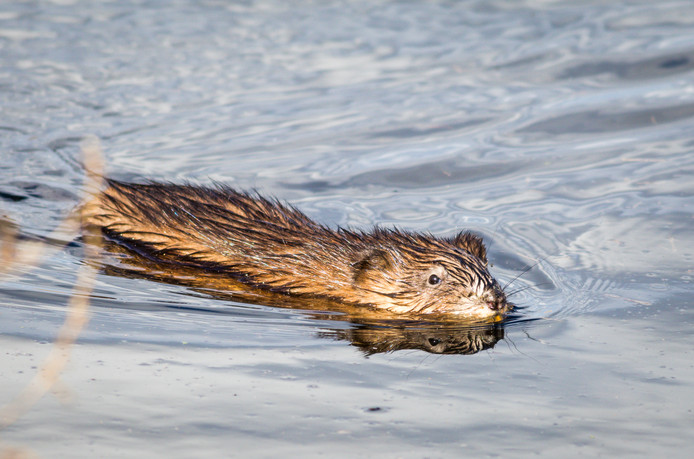 Waterschappen: Minder muskusratten gevangen in 2017 | Rivierenland | AD.nl