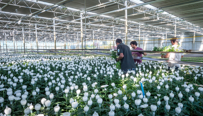 Een chrysantenkweker in het Westland, foto ter illustratie.