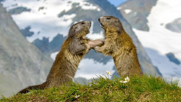 Voyage au coeur des Alpes
