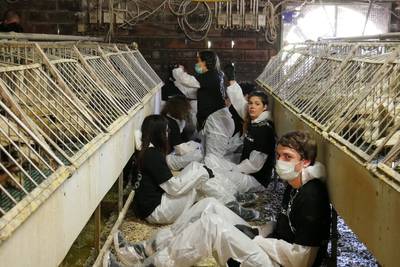 Eigenaar foie gras-boerderij: 183 eenden van schrik gestorven na inval activisten