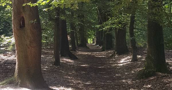 Staatsbosbeheer hervat excursies door natuurpracht van het Springendal - Tubantia