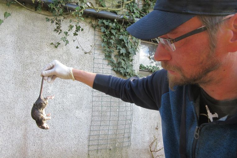 Ratten Voelen Zich Iets Te Goed Thuis Diest In De Buurt Hln