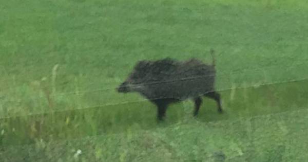Hé, een wild zwijn in een wei bij Loosbroek? - BD.nl