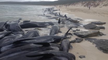 Nieuw-Zeelandse natuurbescherming ziet zich genoodzaakt aangespoelde grienden te euthanaseren